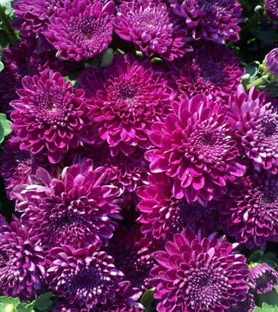 Belgian Mums® Adiva Purple